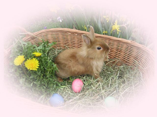 Ostern Kaninchen