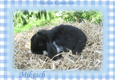 Mikesch Zwergwidder Rammler